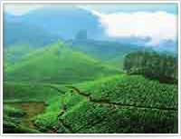 Munnar, Kerala