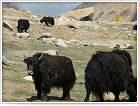 Urial in Ladakh