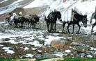 Lamayuru-Zanskar Trek, Ladakh-Leh Tour Packages